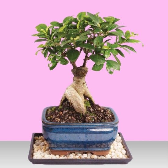 Majestic Bonsai plant