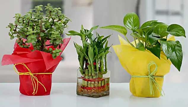 PLANT